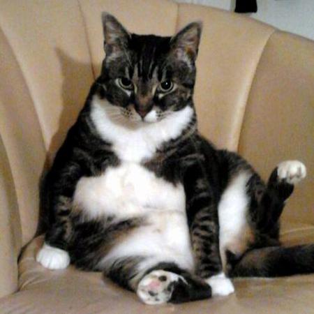 Basil