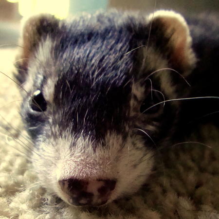 Jack
